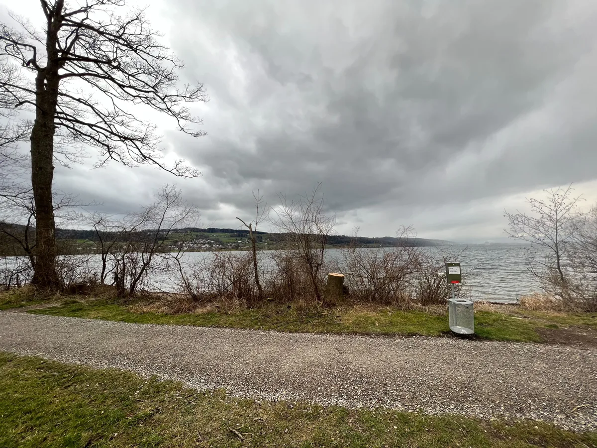 Schon im März wurden Eschen gerodet – jetzt hat man wieder Bäume mit Pilzbefall gefunden.